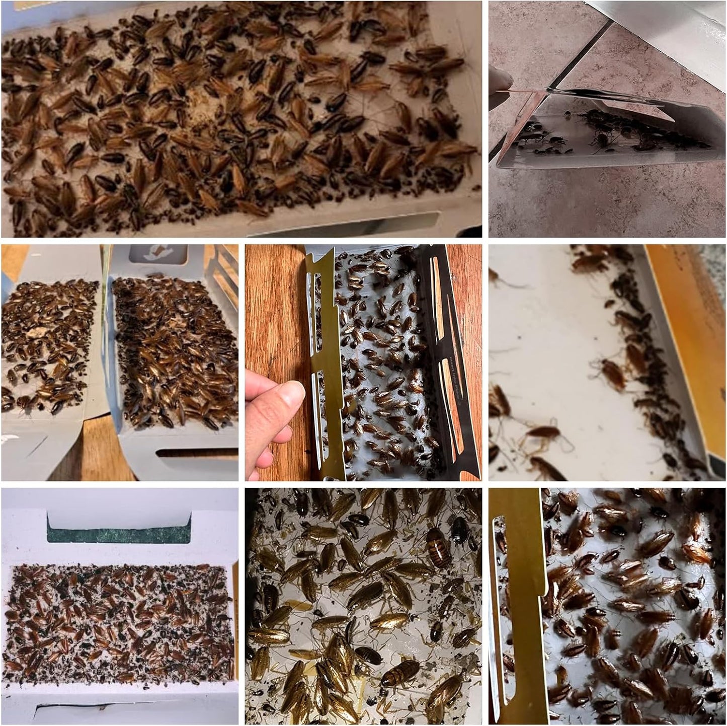 Skiennix Roach Traps - 20 Pack Indoor Glue Traps, Safe for Children & Pets | Effective Cockroach Control
