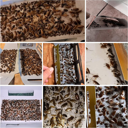 Skiennix Roach Traps - 20 Pack Indoor Glue Traps, Safe for Children & Pets | Effective Cockroach Control