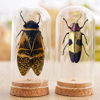 2 Real Cicada Jewel Beetle Preserved Specimen Collection Oddity Dried Insect Dead Bug Taxidermy Biology Education Science Decor Home Decoration Artwork Tabletop Display DOME5.10-50.82