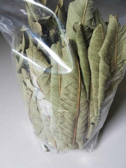 FINFAST Dried Guava Leaves (Psidium Guajava) (3 Oz, 100+ Leaves)