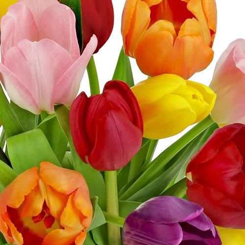 Benchmark Bouquets - Rainbow Tulips - Fresh Flowers Delivery for Mother's Day | 20 Stems with Glass Vase