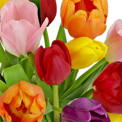 Benchmark Bouquets - Rainbow Tulips - Fresh Flowers Delivery for Mother's Day | 20 Stems with Glass Vase