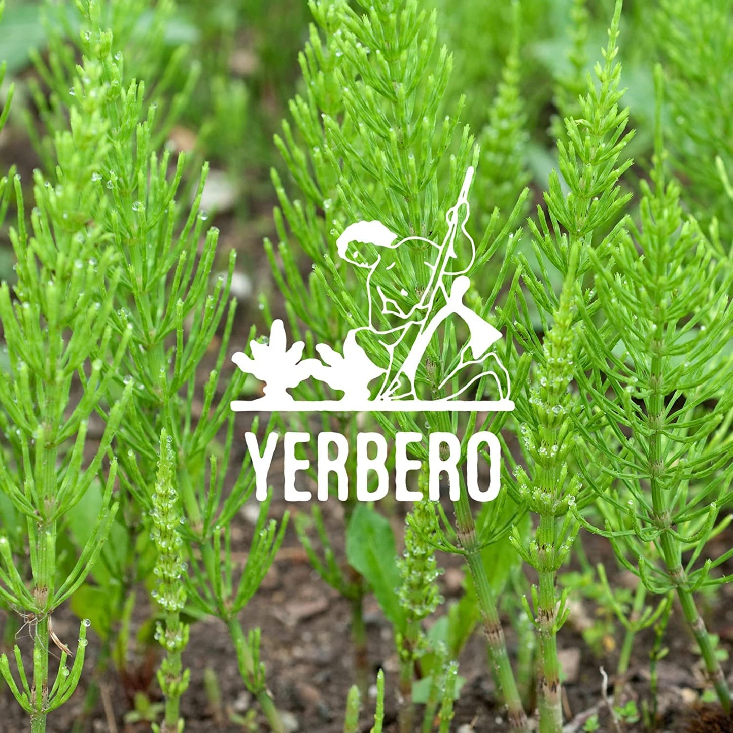 Yerbero - Cola De Caballo 1LB (456gr) | Horsetail Whole Loose Herbal Tea | Shave Grass/Snake Grass | Stand Up Resealable Bag | Crafted By Nature100% All Natural, non-GMO, Gluten-free.