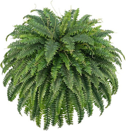 Forest Prince 50" Artificial Boston Ferns - Large Faux Bush Plants with 96 Fronds for Outdoor Decor