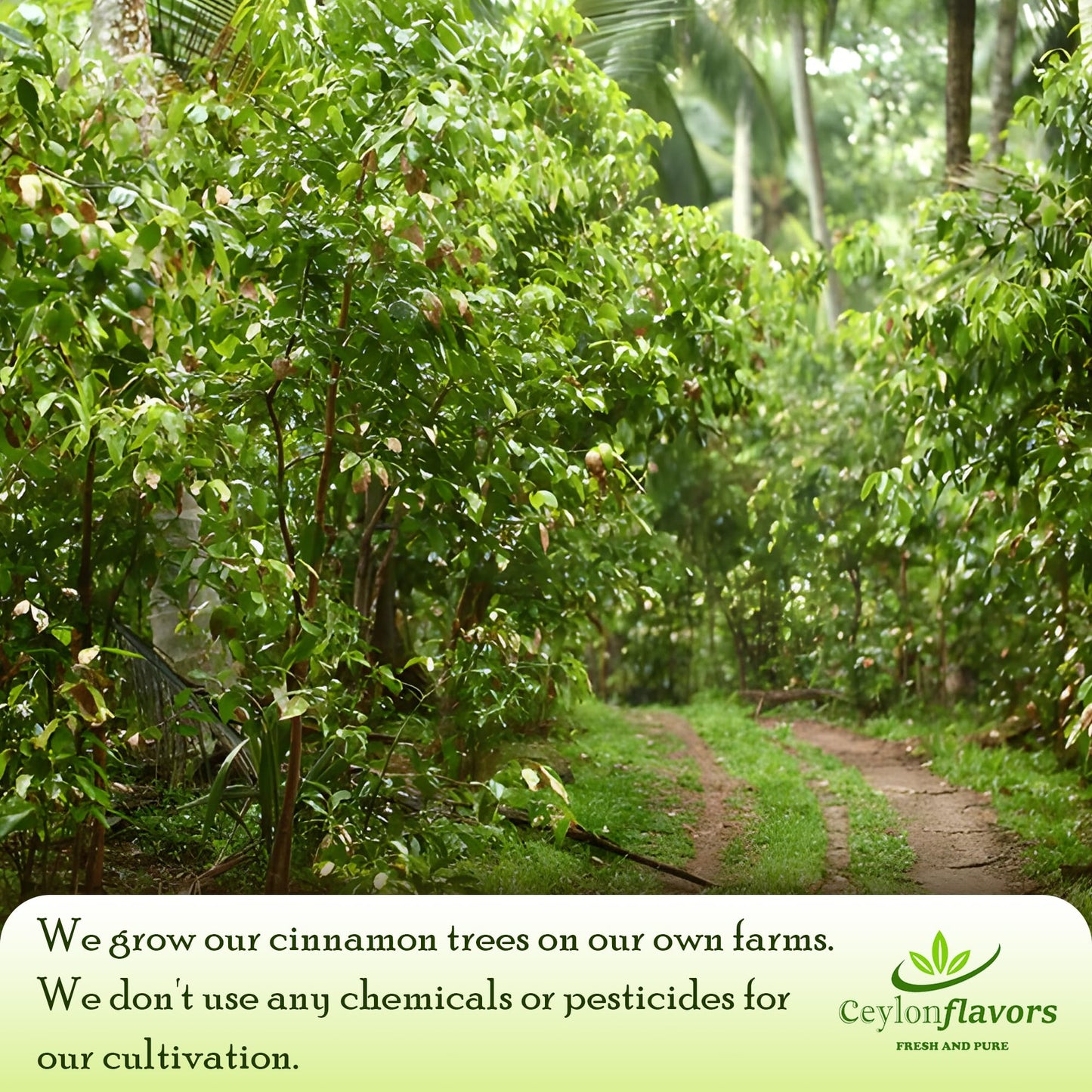 Organic Ceylon Cinnamon 30 Tea Bags