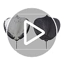Manta Ray Plush Blanket - Stuffed Animal Throw & Home Decor