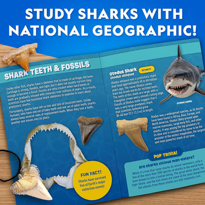 National Geographic Shark Tooth Dig Kit - Excavate Replica Shark Fossils | STEM Activity for Kids Ages 6-8