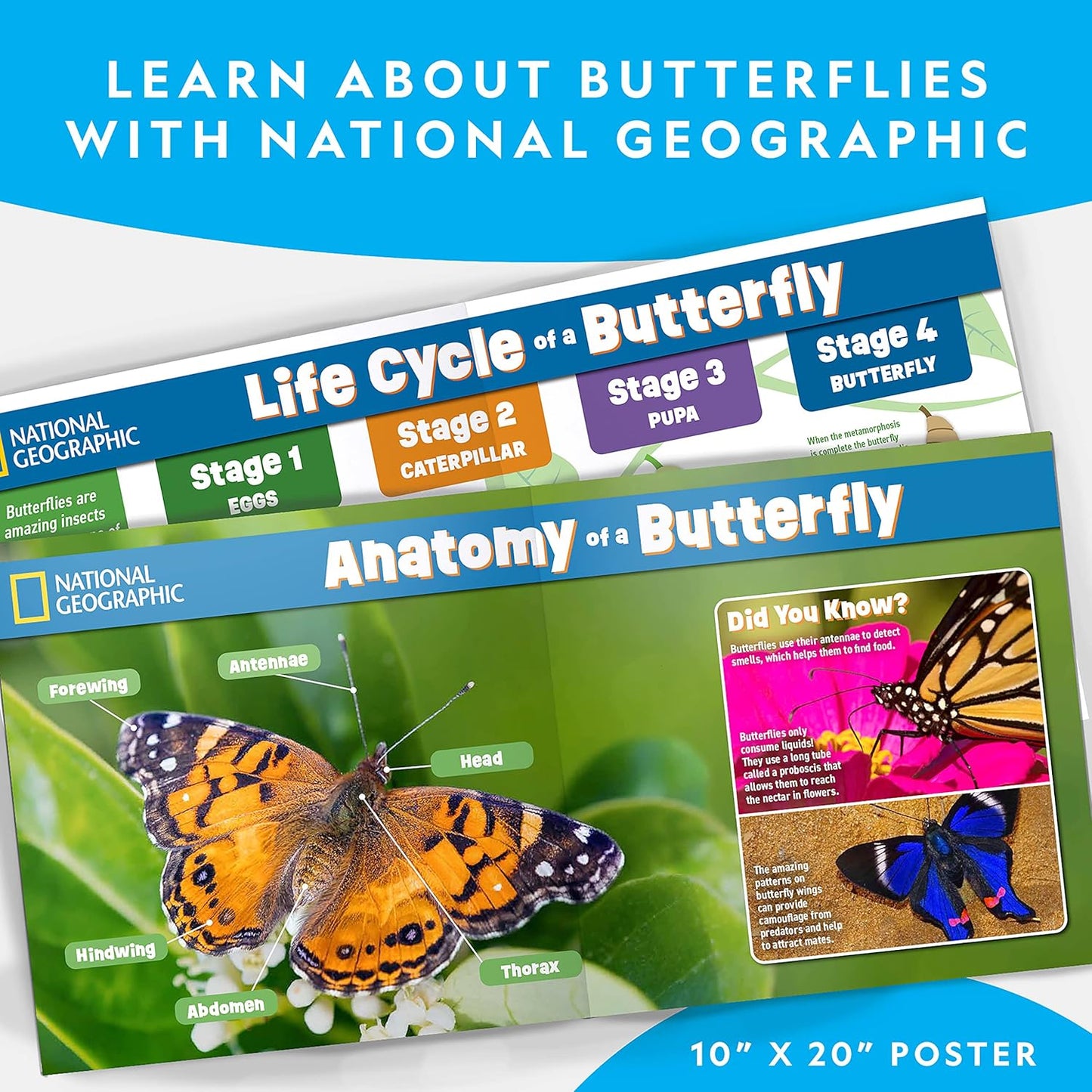 National Geographic Butterfly Growing Kit - Complete Habitat with 5 Caterpillars Voucher | Perfect Easter Gift for Kids