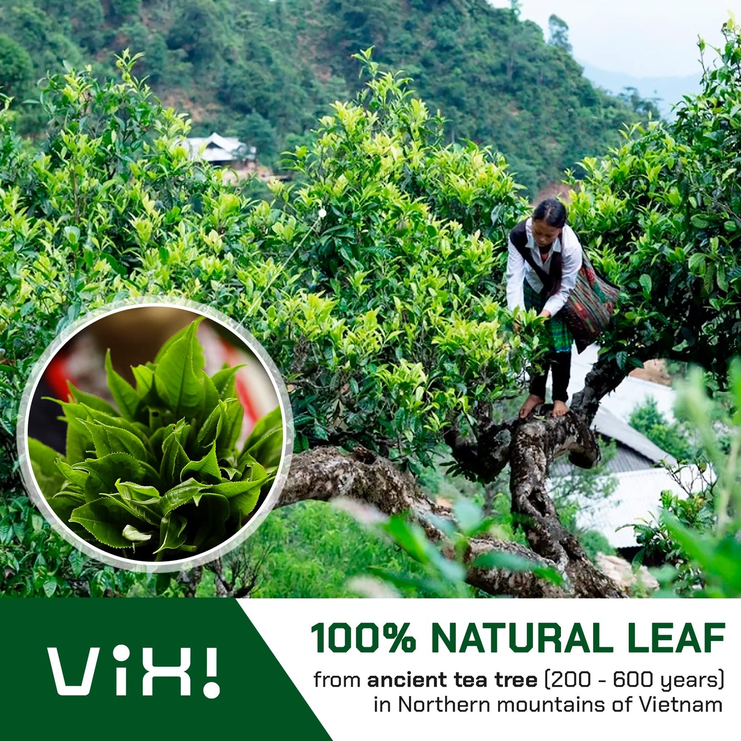 VIXI Black Tea Loose Leaf, (16.00 Oz), Vietnam's Mountain Tea, Bold Flavored, Taste Like Assam Tea, Dried Whole Full Large Leaves, Sugar Free, 100% Natural from Ancient Tea Tree