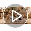 Personalized Pet Toy Storage Basket for Dogs and Cats - Custom Name & Icon