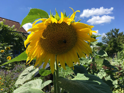 100% Natural dried German Sunflower Petals - Perfect addition to salads, snacks or smoothie bowls. Natural Sunflower Petals for soaps, candles, potpourri and dyes.