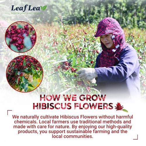 LeafLea 40 Premium Natural Hibiscus Tea Bags, 100% Pure from Hibiscus Flowers, Caffeine-Free Herbal Tea, Hibiscus Flower Tea Rich in Natural Goodness and Flavor, No Sugar, Gluten-Free, Vegan