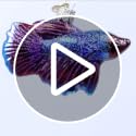 Old World Christmas Glass Blown Betta Fish Ornament - Vibrant Holiday Decor