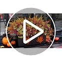 Fall Bright Orange Artificial Flowers - 24Pcs Fall Mums & Ferns for Outdoor Decor