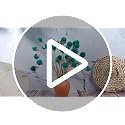 Blue Dried Globe Amaranth Flower Bouquet - 40 Stems for Wedding & Decor