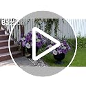 Artificial Petunia Flowers for Outdoors - Fuchsia 4 Pack